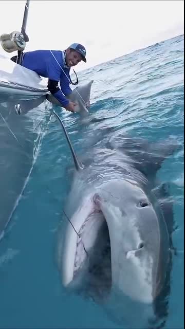 MASSIVE 1000lb Tiger Shark