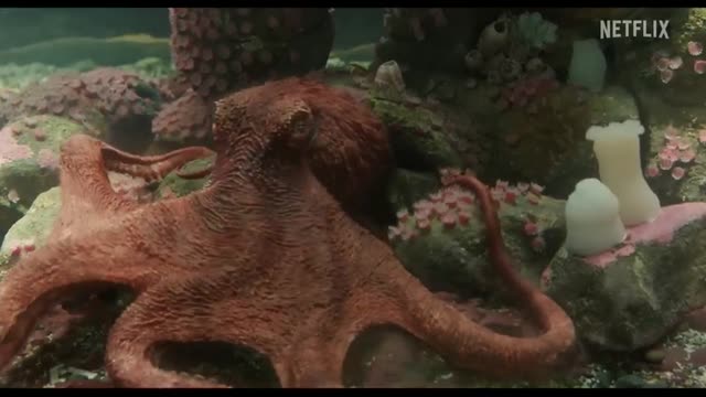 Remarkably Bright Creatures   Official Teaser   Netflix