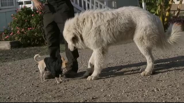 GREAT PYRENEES LIVESTOCK GUARDIAN IN ACTION