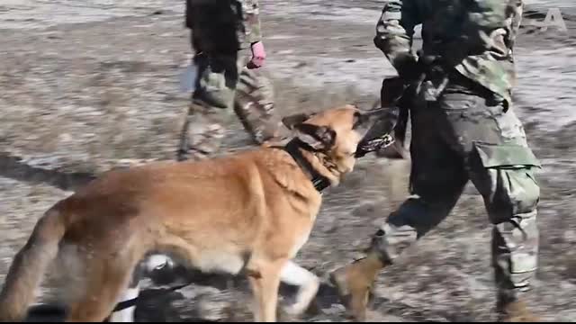 War Dog Reunites With His Best Friend