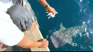 3 Hours of Incredible 4K Nature Footage   BBC Earth