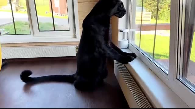 Luna the panther's reaction to a dinosaur ????(ENG SUB)