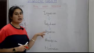 Digestive system anatomy & physiology in hindi   functions   walls   layers of GI tract