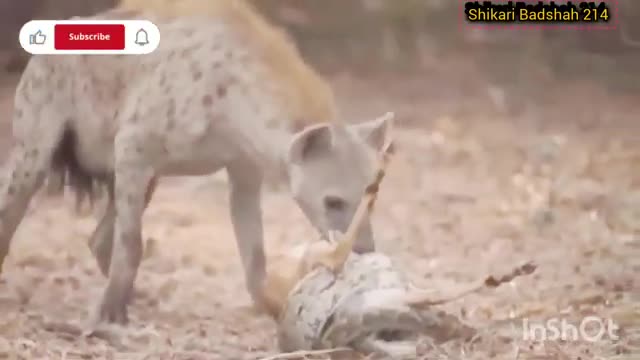 Sad Ending for Crocodile When Foolishly Attacking Hyena to Steal Prey
