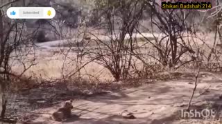 Sad Ending for Crocodile When Foolishly Attacking Hyena to Steal Prey