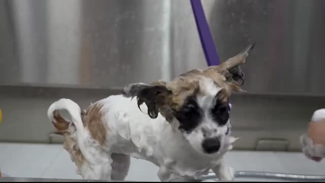 The might be the cutest dog I've ever seen in my life