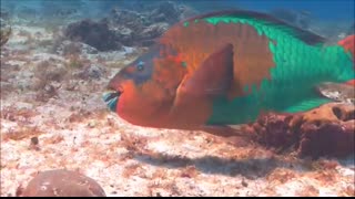 Fish or Not Fish Is That Aquatic Animal a Fish - FreeSchool