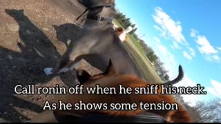 Aggressive Pit Bull Attacks Belgian Malinois At Dog Park. TRIGGER WARNING.