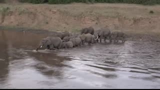 Elephants Crossing the Mara River   9 6 2017   Mara Triangle