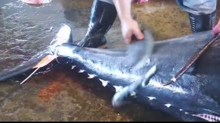 500KG giant bluefin tuna cutting for Sashimi