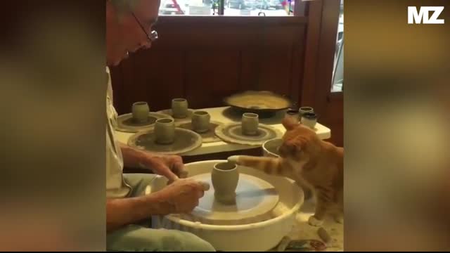 Real Life Superheroes   Animals That Saved Human Lives Caught On Camera #1