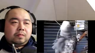 Try Not to Laugh - BIRDS CURSING CHALLENGE   reaction